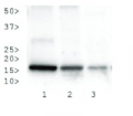 H3K27me3S28p | Histone H3 (trimethylated Lys27, p Ser28)